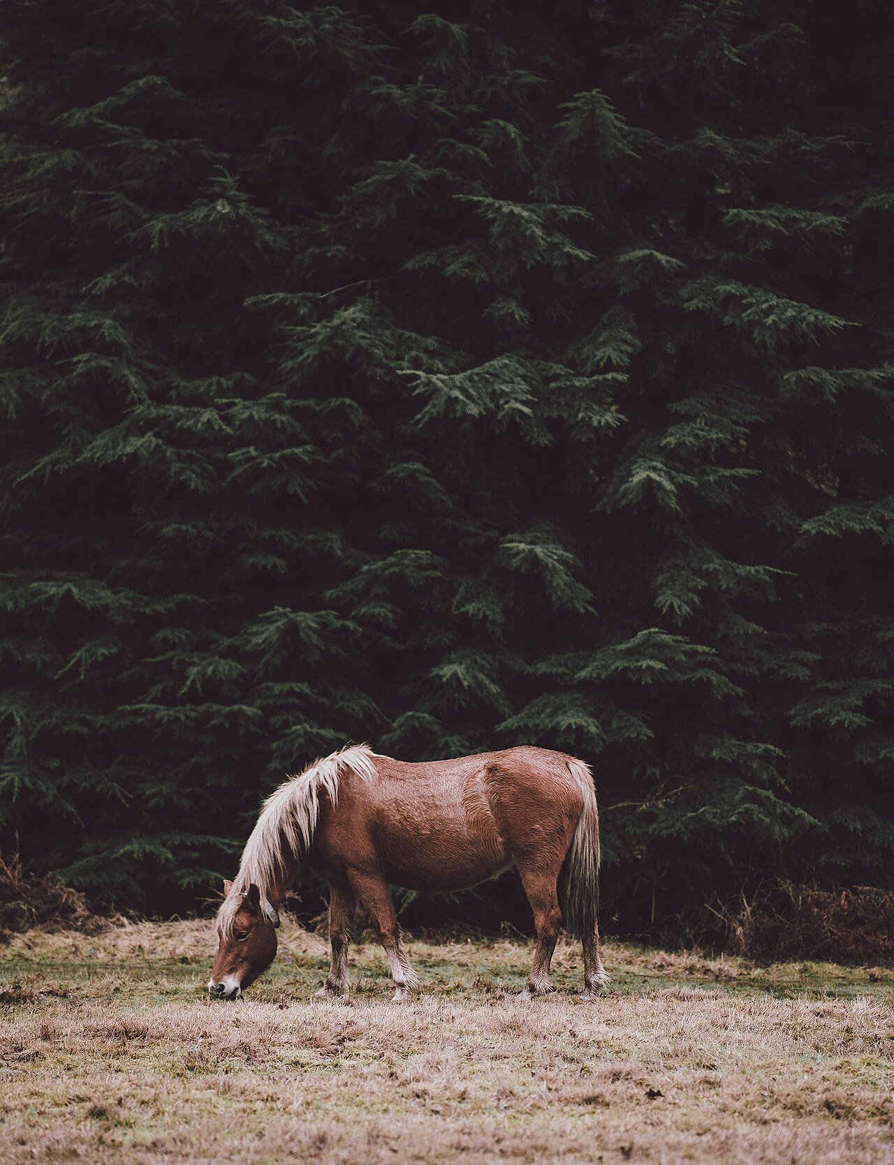 Alimentación del caballo mayor: pautas para una dieta adaptada