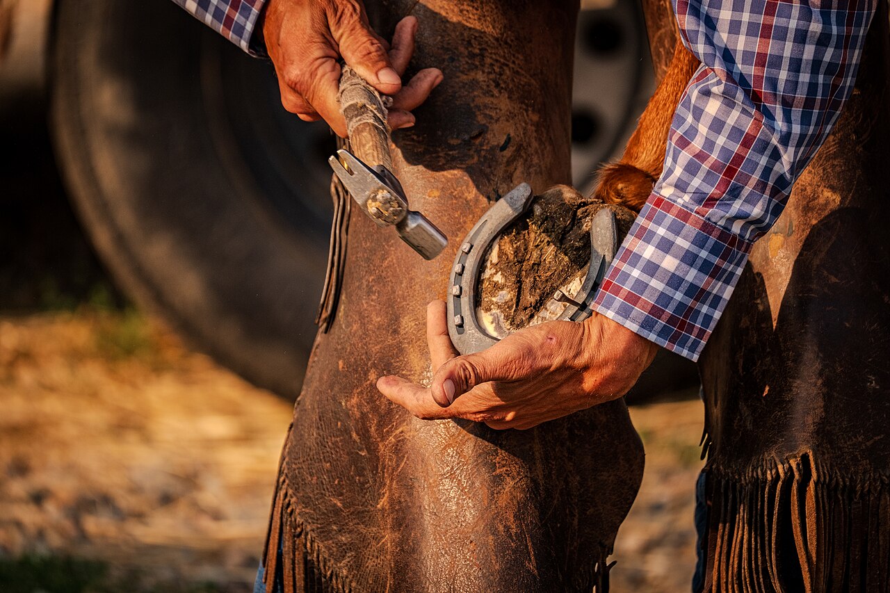 Cada cuánto hay que herrar a un caballo: frecuencia y señales