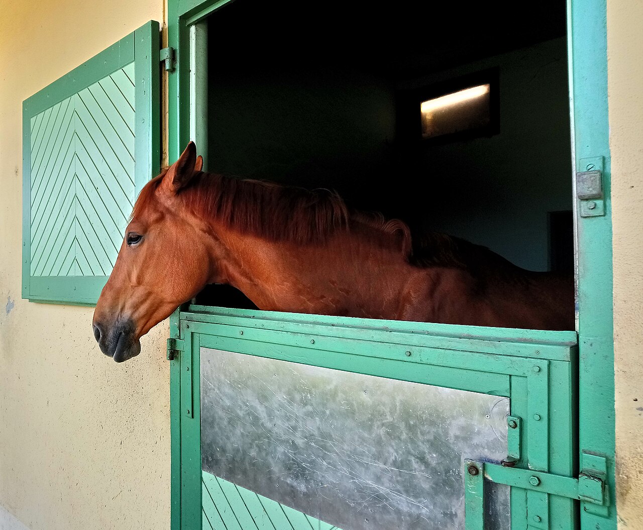 Cólico en el caballo: señales de alarma y qué hacer