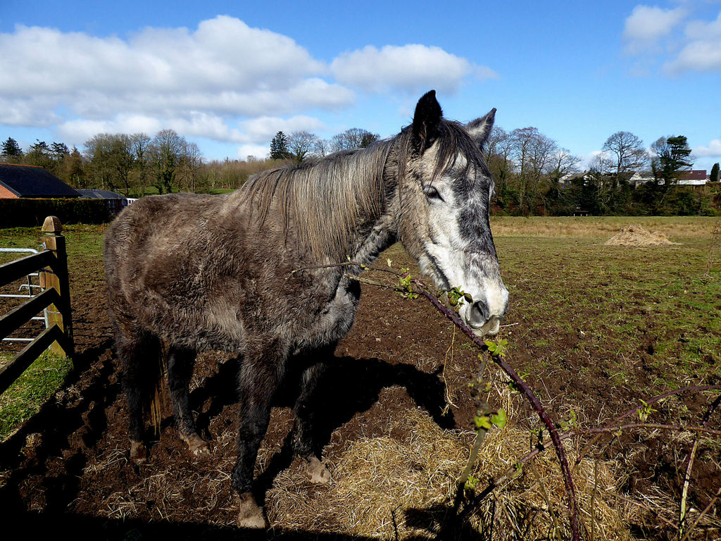 Cómo cuidar los cascos del caballo en invierno