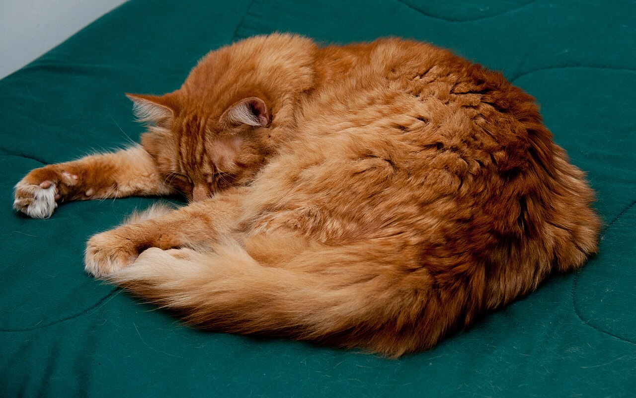 Gato esterilizado que engorda: qué hacer