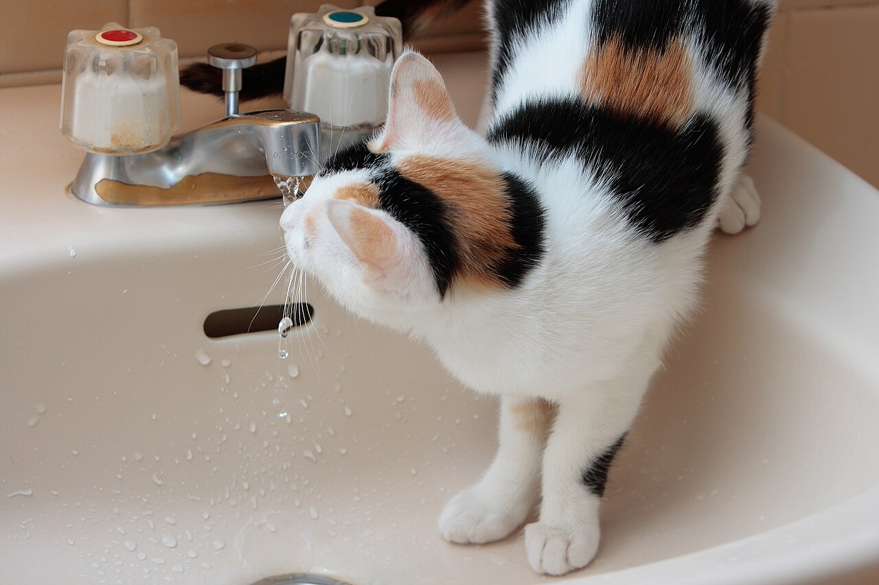 Mi gato no bebe agua: trucos para hidratarlo